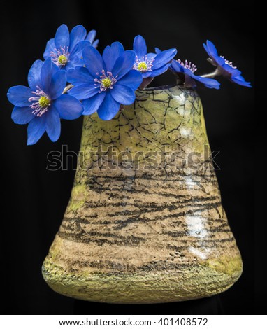 Bouquet of early spring wild blue hepatica flowers in ceramic vase on black background