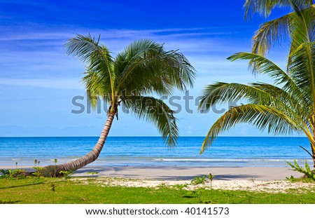 Couple palms tree near sea water with sky background on the empty beach