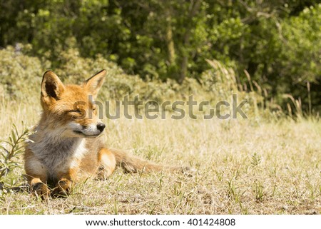 Red Fox Lying on the Grass on a Warm Sunny Summer Day