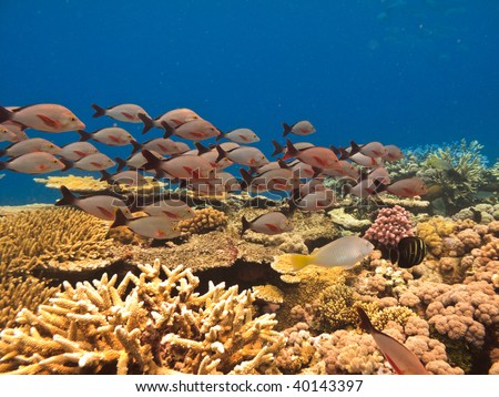School of fish and coral Great Barrier Reef Australia Royalty-Free Stock Photo #40143397