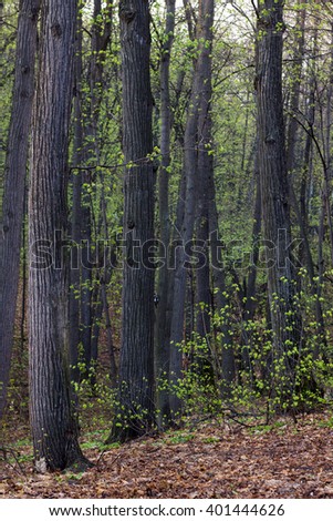 Trees in spring  forest. Vertical orientation