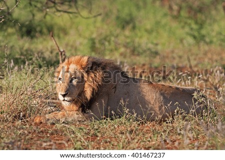  lion, panthera leo