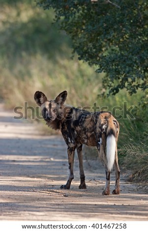 African wild dog, lycaon pictus