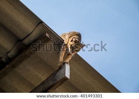 Funny Cat Pictures, Cat Playing on the roof