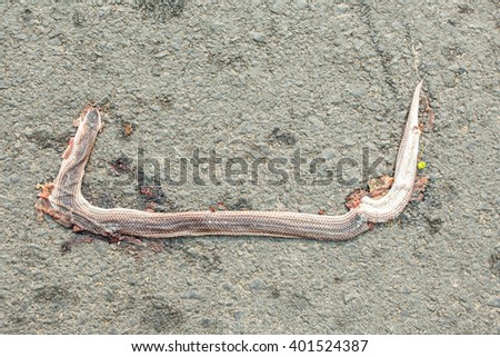 dead snake on the road by car 