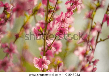 Peach tree branch blossoming in spring, selective focus