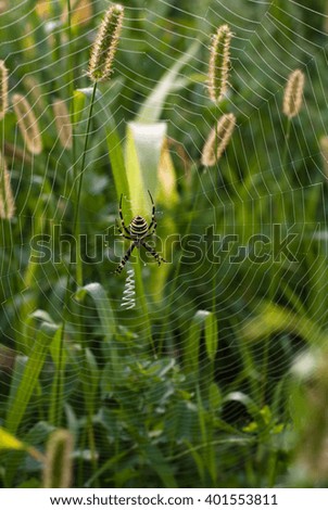 Spider on the web
