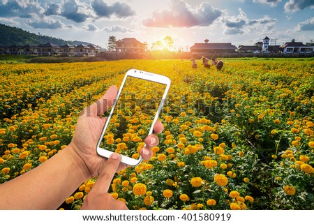 Man using smart phones to take pictures of tropical yellow marigold farms.