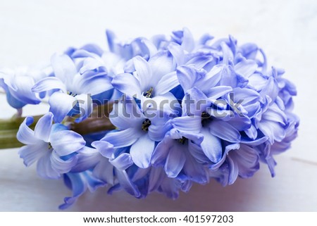 Fresh blue flowers hyacinths in ray of light on white painted wooden background. Selective focus.