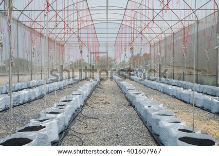 Melon in greenhouse on field agriculture