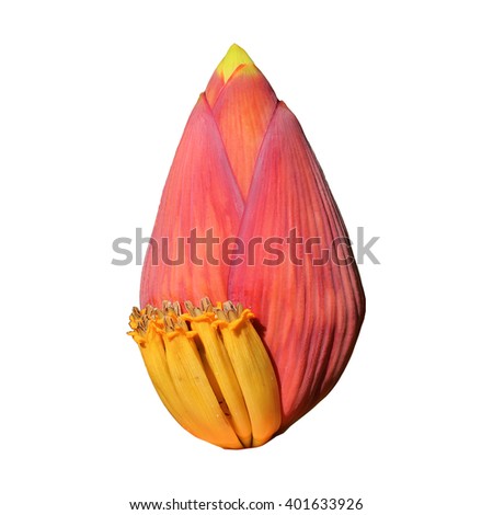 banana flower isolated on white background tropical organic flora detail design picture image