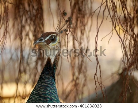 Closeup Face Of Female Peacock