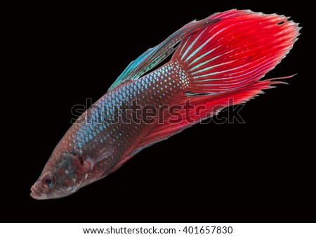  Red Betta Fish,  Betta fish, siamese fighting fish on black background , betta splendens isolated on black background