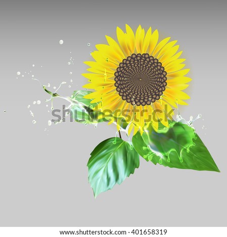 sunflower delati flower, green leaves, water drops splatter vector