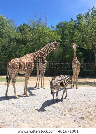 Zebra and giraffes in Thailand