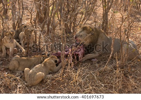 lions eating a pray 