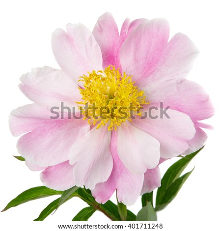Pink peony flower with yellow middle, isolated on a white background