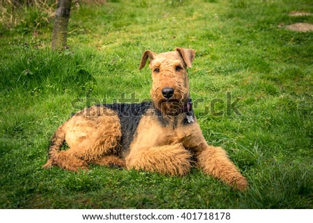 dog Airedale Terrier, portrait on a grass background Royalty-Free Stock Photo #401718178