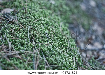Green Moss in the forest. Shallow depth of field. Bokeh