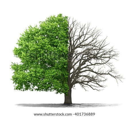 Concept of doubleness. Dead tree on one side and living tree on the different side. Isolated on a white background. Royalty-Free Stock Photo #401736889