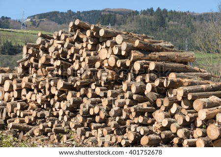 tree trunks in a sawmill