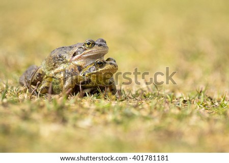 Two Common Brown Frogs Mating on the Grass