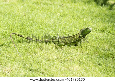 Tropical american scale reptile lizard of green iguana in wildlife with crest standing on grass sunny day outdoor on natural background