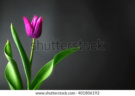 Fathers Day card with purple tulip