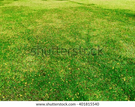 shadow of  tree  on green grass background
