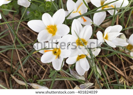 White spring flowers in the grass