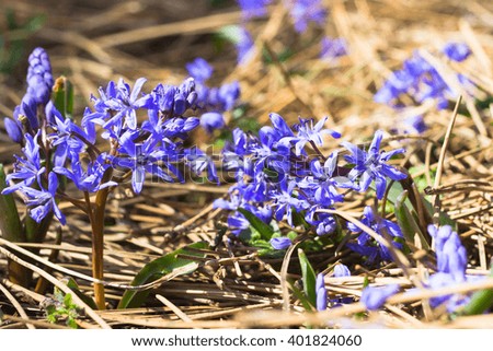 Blue  spring flowers in the grass
