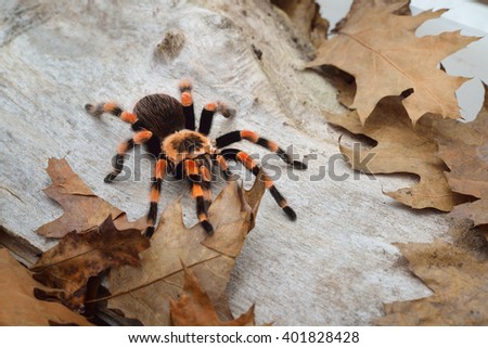 Birdeater tarantula spider Brachypelma smithi in natural forest environment. Bright orange colourful giant arachnid.