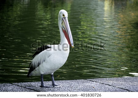 Pelican standing alone.  Stock photo