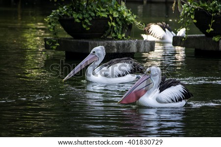 Two Pelicans  in the water. Stock photo