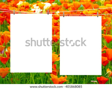 Close-up of two blank frames hanged by pegs against orange and red poppies background