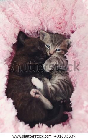 black and tabby kittens cuddling together in a pink bed