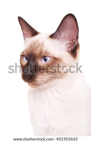 Thai Cat Portrait