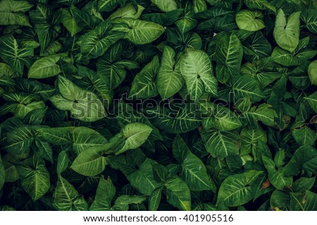 Green leaf texture. Leaf texture background Royalty-Free Stock Photo #401905516