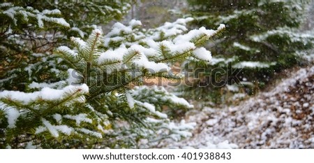Fresh snowfall covers some pines in the Huron National forest.
