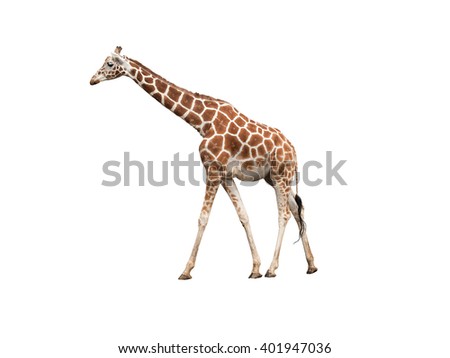 Giraffe, isolated on white background