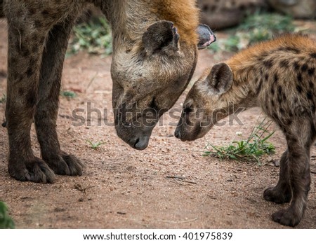 Mother Spotted hyena with cub in the Kruger National Park, South Africa.