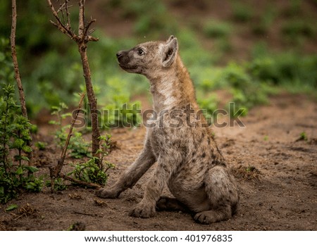 Spotted hyena cub side profile in the Kruger National Park, South Africa.