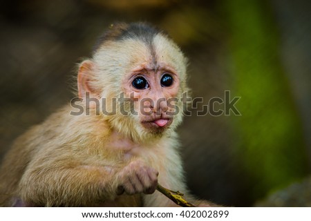 Fantastic closeup photo of playful cute little monkey from amazon jungle Ecuador.