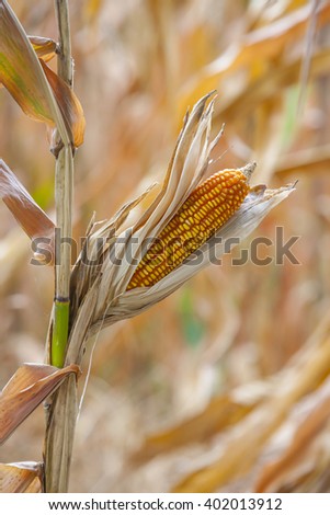 dried corn in corn field #3,close-up