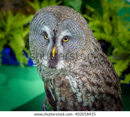 Owl with dark background.