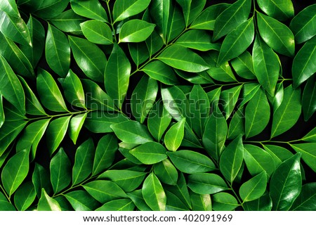 Green leaf on black background Royalty-Free Stock Photo #402091969