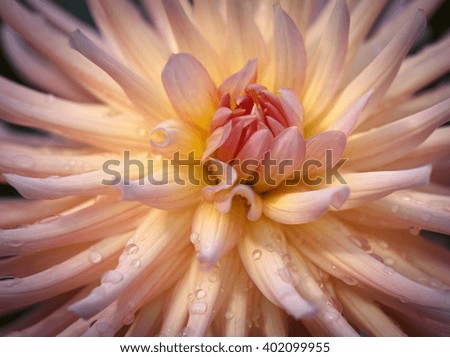 Closeup of a beautiful pink pastel colored dahlia flower