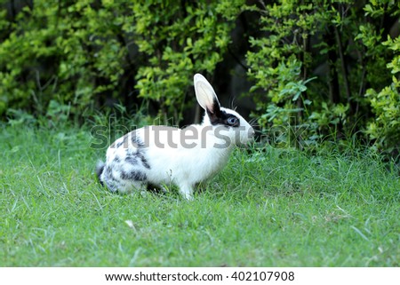 Rabbit on green grass