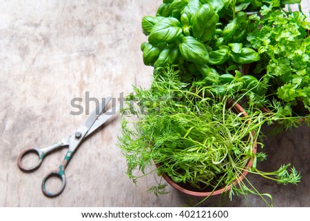 Herbs in pots/toned photo Royalty-Free Stock Photo #402121600