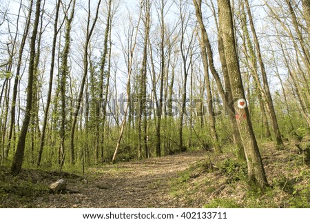 Health path sign in woods - Scenic deciduous forest with spring Sunlit spruce
